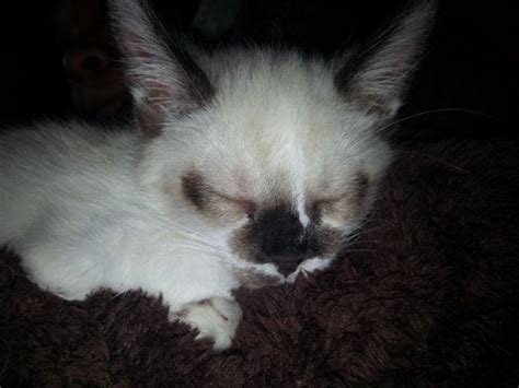 Ragdoll Siamese Mix Kittens For Sale In Milwaukee Wisconsin Classified