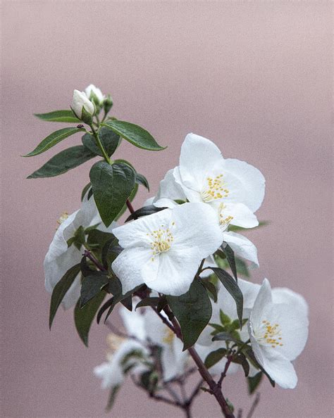 White Floral Nuetral Backgound Photograph By Linda Phelps Fine Art