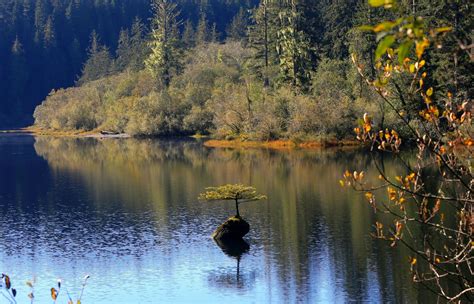 Ran Across Our Old Friend While Out Motorbiking Fairy Lake Vancouver