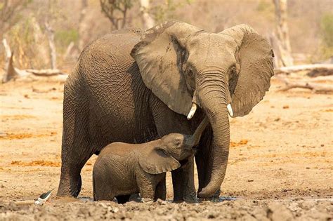 50 Best Elephants Images On Pinterest African Elephant