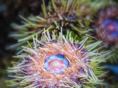 Sea Urchins Smithsonian Photo Contest Smithsonian Magazine