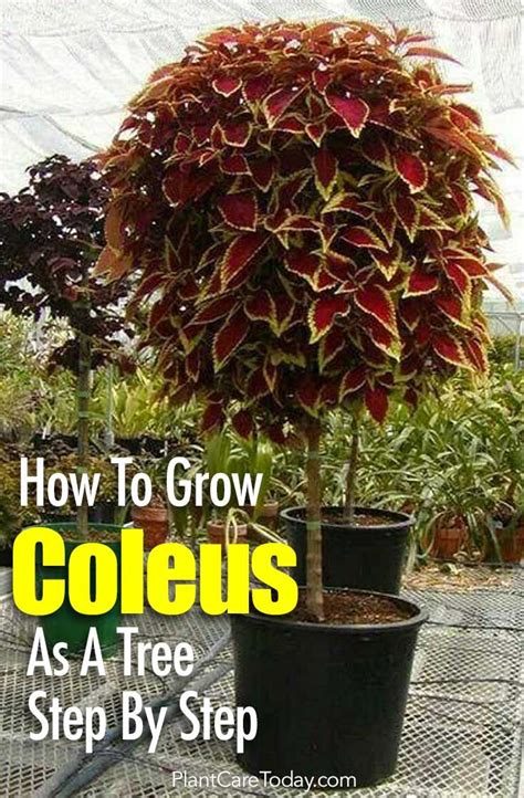 Grow The Colorful Coleus As A Standard Coleus Tree This Season We Walk