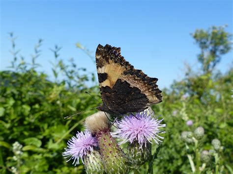 Where Have All The Small Tortoiseshells Gone Butterfly Conservation