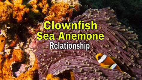 Clownfish Sea Anemone Relationship Youtube