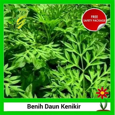 Rendam benih dengan air bersih semalaman. Jual Isi 50 Biji Benih Biji Daun Kenikir | Benih Ulam ...
