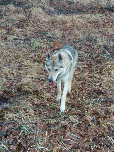 La Cucciolata V Enea X Narantuya Wolf Lupi Di Montemorello è Nata