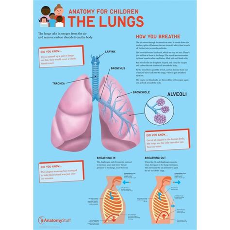 Anatomy For Children The Lungs Poster Lung Anatomy Respiratory