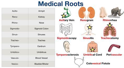 Medical Terminology Prefix Suffix Root Word List Course Dictionary