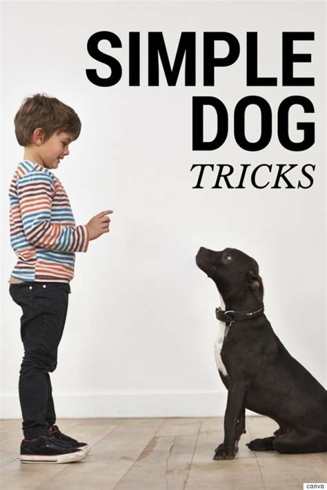 Simple Dog Tricks Youll Want To Teach Your Dog Huffpost Canada