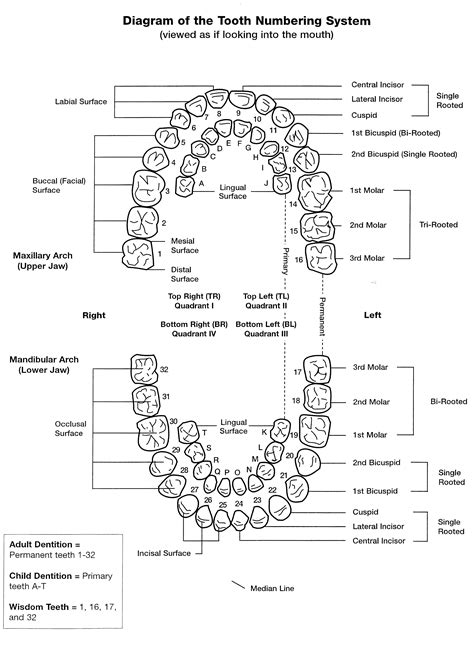 Diagram Of Tooth Numbering System Viewed As If Looking Into The Mouth