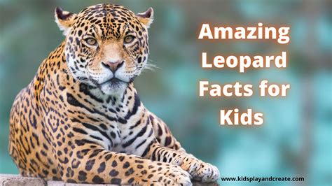 Amazing Leopard Facts For Kids Kids Play And Create