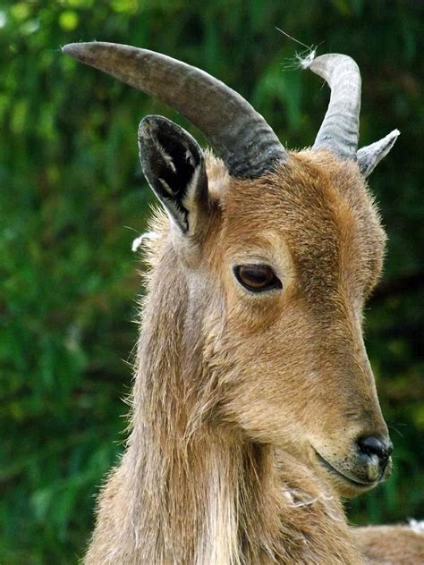 Baby Aoudad Mountain Goat Photograph By Sara Raber Fine Art America