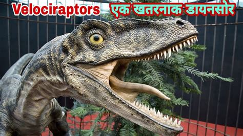 Velociraptor Pictures Facts The Dinosaur Database