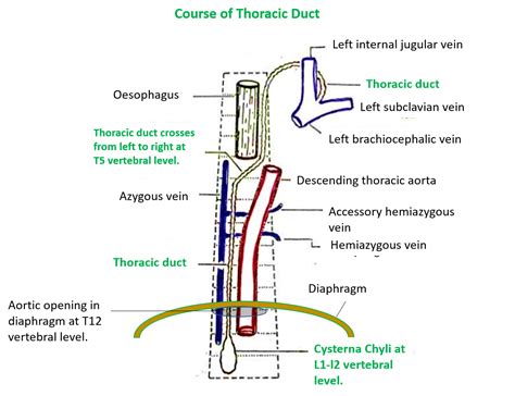 Lymphatic Drainage Thoracic Duct