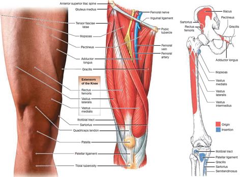 Muscle Anatomy Skeletal Muscles Groin Muscles Calf Muscles