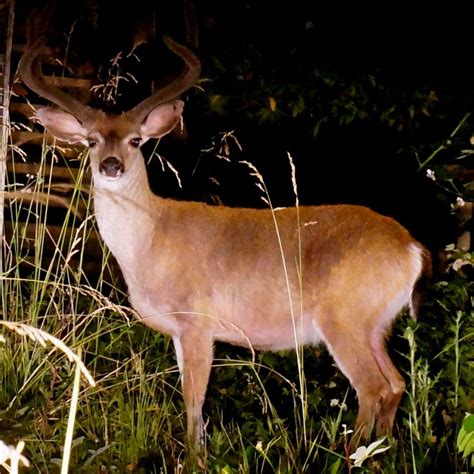 Can You Hunt Deer At Night Huntingsage