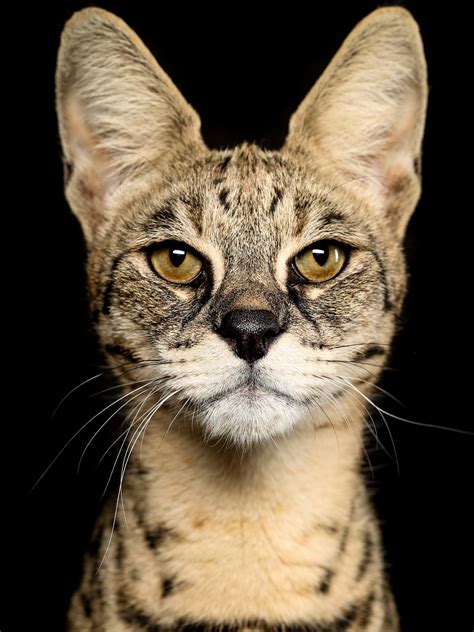 Melanistic Savannah Cat