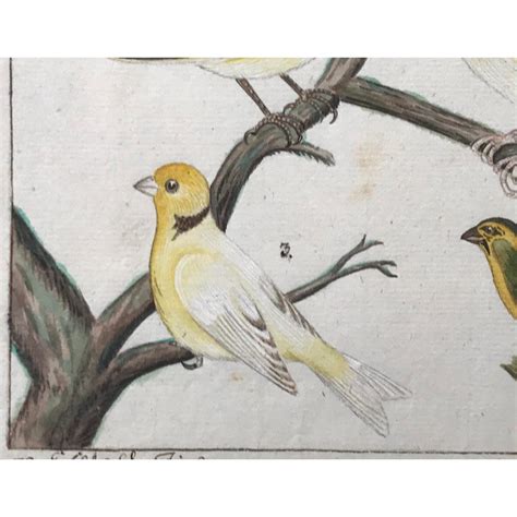 Antique Original Watercolor Canaries Birds Ornithological Study 18th