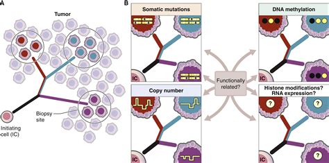 Intratumoral Heterogeneity Of The Epigenome Cancer Cell