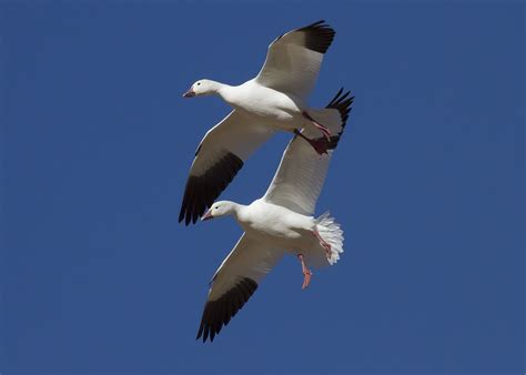 Til That Some Birds Whiffle By Flying Upside Down They Invert Their