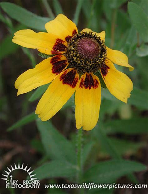 Texas Wildflower Identification Index Texas Wildflower Pictures And