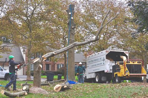 Some Tips On Choosing The Best Tree Removal Professionals