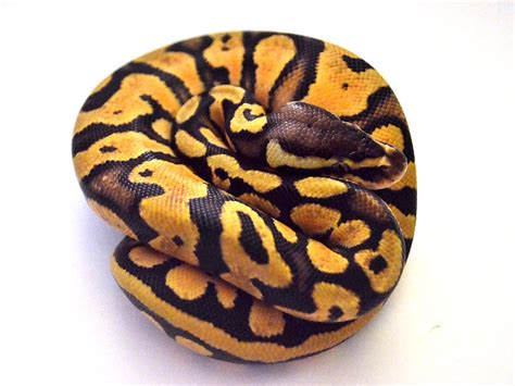 Orange Dream Specter Pastel Snake Breeds Burmese Python All About