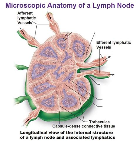 Microscopic Anatomy Of Lymph Node Afferent And Efferent Lymphatic