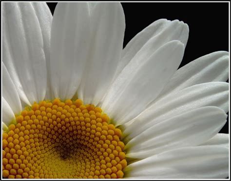 Picture Of Daisy Close Up Hi Res 720p HD