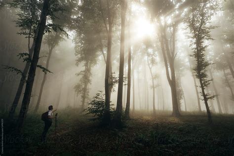 Man In Awe In Enchanted Forest With Fog With Sun Rays Del Colaborador