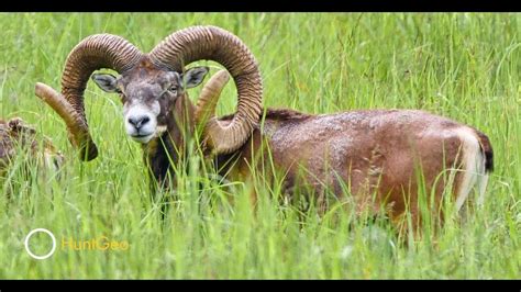 Mouflon In Austria And Slovakia Youtube