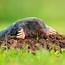 Garden Mole Removal Havant  Control Prices Hampshire
