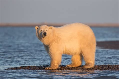 Climate Change Highlighted By Photo Of Polar Bears Without Snow