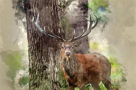 Digital Watercolour Painting Of Majestic Powerful Red Deer Stag