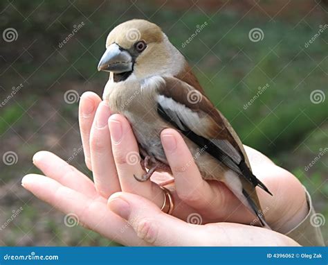 Bird In Hands Stock Photo Image Of Small Nails Wood 4396062