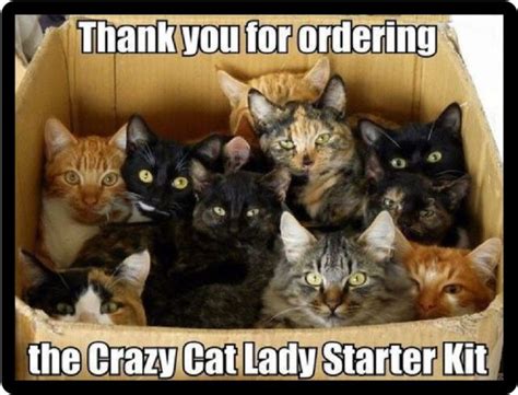 Funny Crazy Cat Lady Starter Kit Refrigerator Magnet Ebay