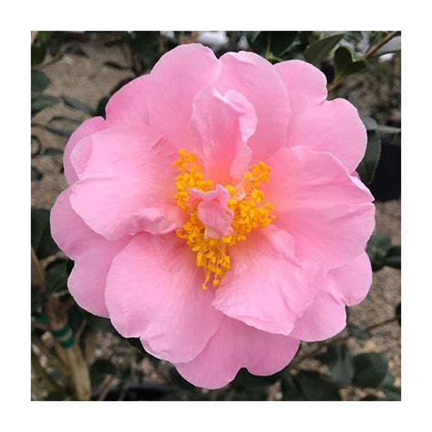 Camellia Japonica Pink Icicle Zone 6 Plants