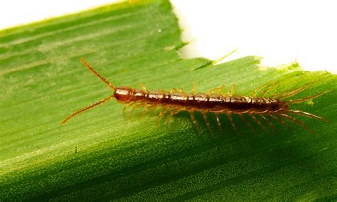 Baby Centipede Bugguidenet