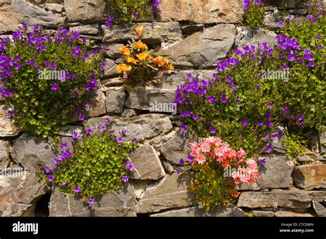 Flowers Growing In Stone Wall Stock Photo Alamy