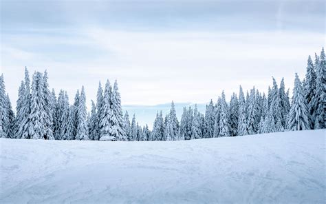 Winter Snow Trees Fog Wallpapers Hd Desktop And Mobil