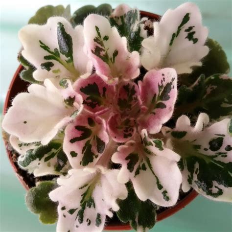 African Violet Plant Toronto Belle~beautiful Variegated Miniature