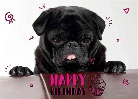 Black Pug Happy Birthday Postcard I Love Pugs