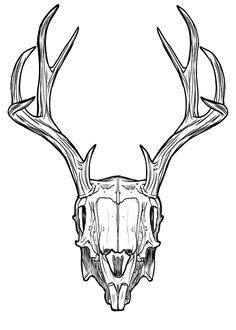 Elk antler | Antler tattoos, Antler drawing, Elk antlers