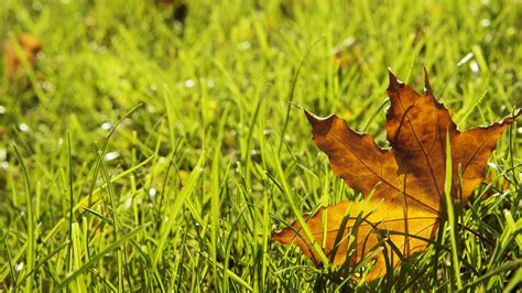 Fall Checklist For Yard And Lawn Care