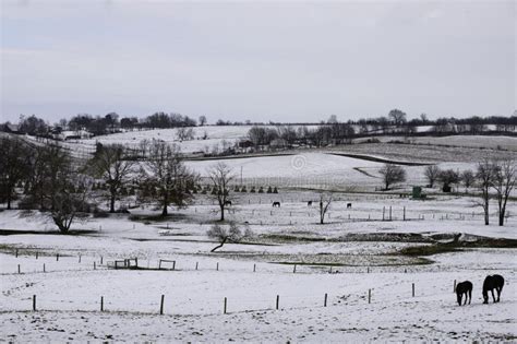 Rural Winter Scene Stock Photo Image Of Morning Foliage 173184798