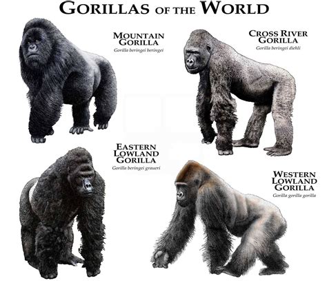 Gorillas Of The World Poster Print Gorillas Art Mountain Gorilla