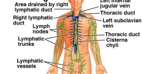The Lymph System Natural Remedies Articles And Research Pinterest