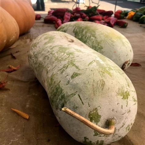 Produce Highlight: The Mysterious Winter Melon - Chico Certified ...