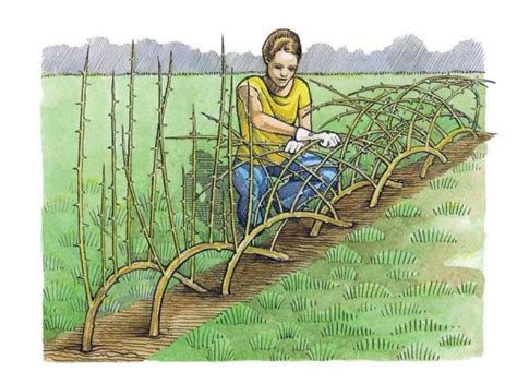 How To Plant An Osage Orange Living Fence A Step By Step