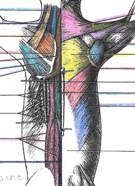 Cat Muscular System Dorsal Side Diagram Quizlet